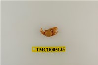 藏品(鋸額豆瓷蟹)的圖片